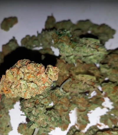 Семена сорта Spinning Buzz Kick Auto fem (Dr. Krippling Seeds)