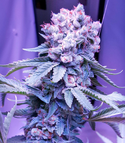 Семена сорта Trainwreck fem (Humboldt Seeds)