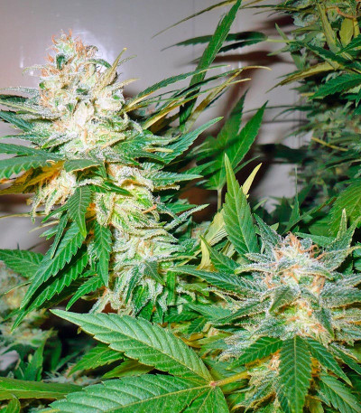 Семена сорта Great White Shark (Green House Seeds)