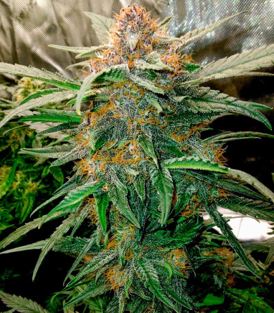 Семена сорта Lemon Cherry Cookies Auto fem (FastBuds)