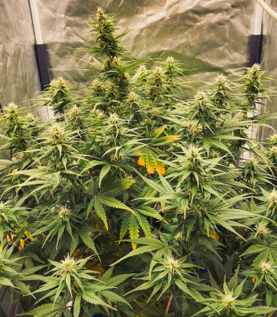 Семена сорта Scout Cookies auto fem (Семяныч)