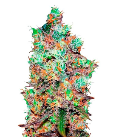 Микс семян конопли Gourmet Collection - Cannabis Winner Strains #2 (Delicious Seeds)