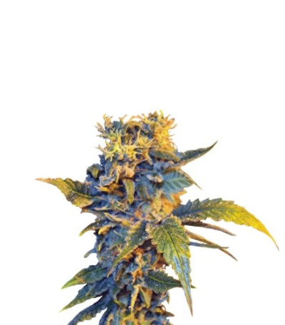 Семена сорта Colombian Sweet fem (VIP seeds)