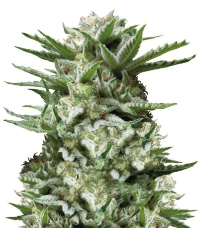 Семена сорта Sweet Madness fem (Trikoma Seeds)