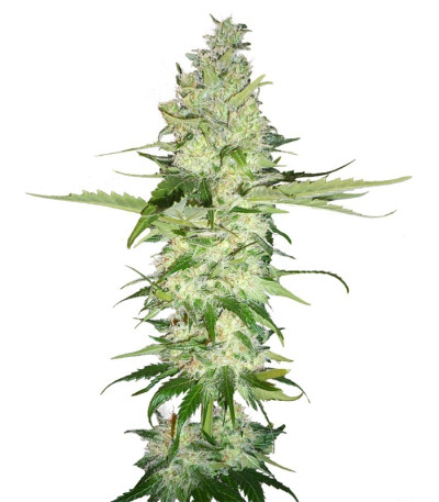 Семена сорта Wonder Woman fem (Nirvana Seeds)