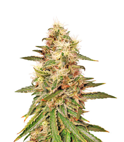 Семена сорта Astral fem (Семяныч)