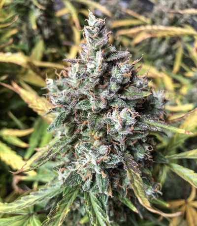 Семена сорта Auto Ultimate fem (Dutch Passion)