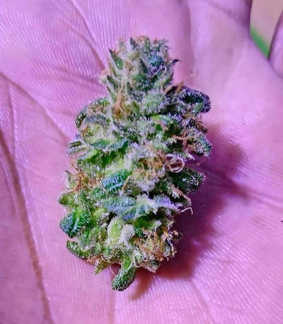 Семена сорта Bona Dea CBD+ fem (Vision Seeds)