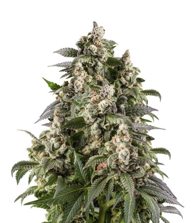 Семена сорта Cafe Racer (Blimburn Seeds)