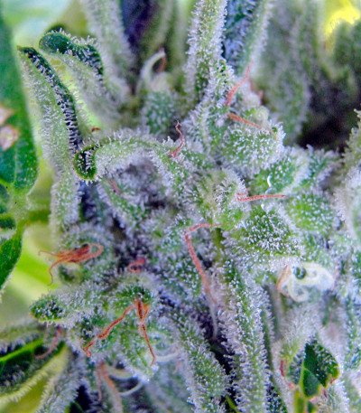 Семена сорта Gnomo Auto fem (Kannabia Seed Company)