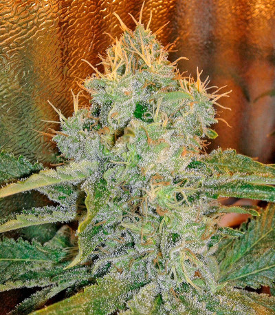 Семена сорта Industrial Plant fem