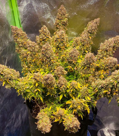 Семена сорта Northern Lights Auto fem (Herbies Seeds)