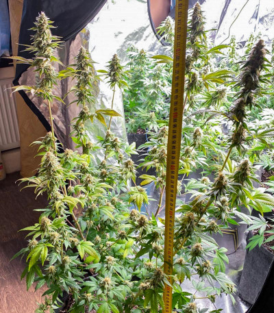 Семена сорта Bubble Gum fem (Семяныч)