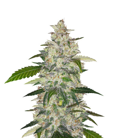 Семена сорта Auto Anubis fem (Pyramid Seeds)