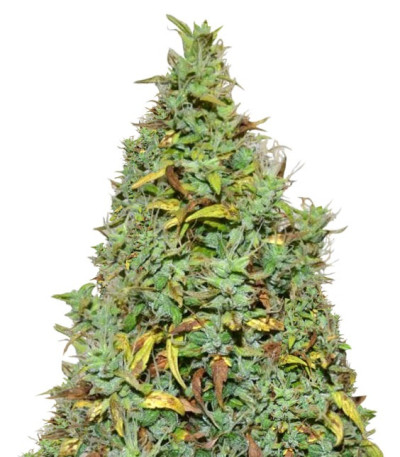 Семена сорта Auto Nefertiti fem (Pyramid Seeds)