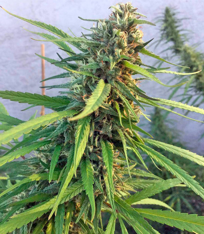 Семена сорта Blue Dream fem (Humboldt Seeds)