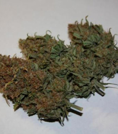 Семена сорта Critical Super Silver Haze fem (Delicious Seeds)