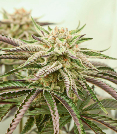 Семена сорта Mimosa Evo fem (Barneys Farm)