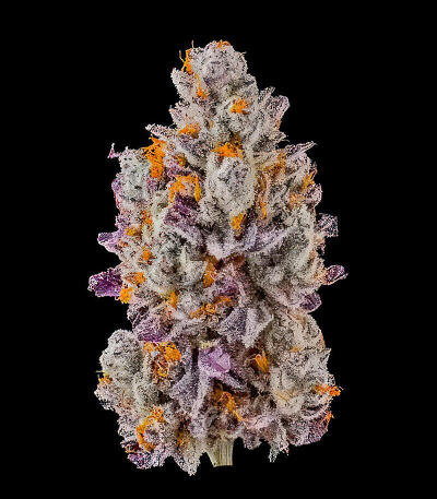 Семена сорта New Money fem (Compound Genetics)