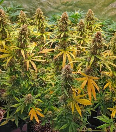 Семена сорта Papaya Frosting fem