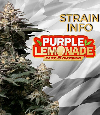 Семена сорта Purple Lemonade FF fem (FastBuds)