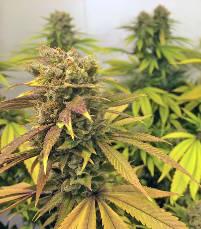 Семена сорта Raspberry Diesel fem