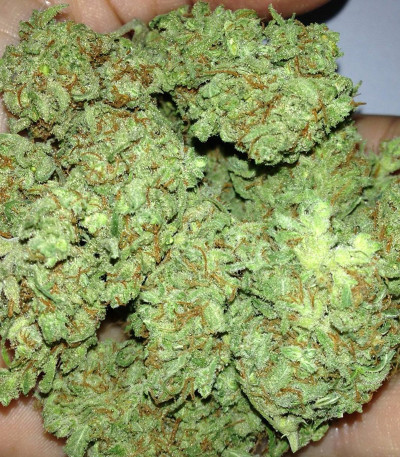 Семена сорта Silver Buddha Haze fem (Sumo Seeds)