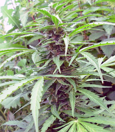 Семена сорта Tangelo Rapido Auto fem