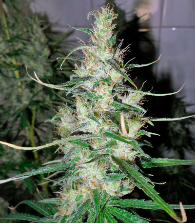 Семена сорта Hawaiian Snow fem (Green House Seeds)