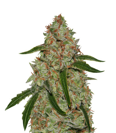 Сорт Phantom OG шишки