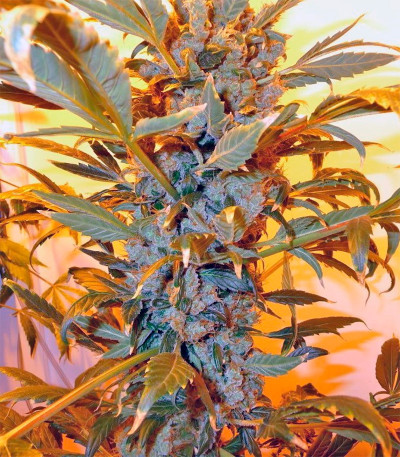 Семена сорта Ultra Skunk fem (Dutch Passion)