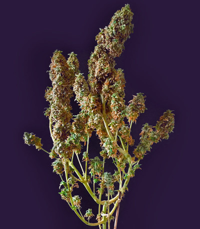 Семена сорта Big Bud Auto fem (Herbies Seeds)