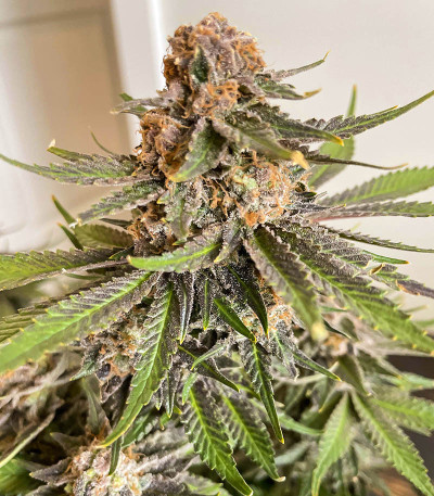 Семена сорта Bruce Banner # fem (AlphaFem Seeds)