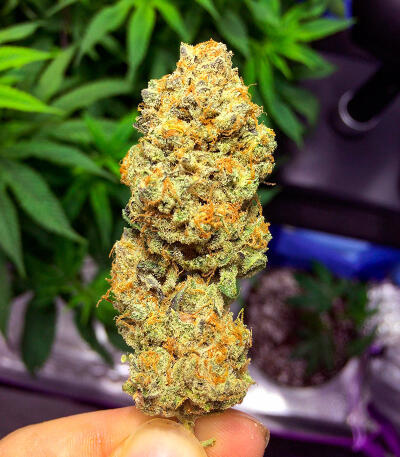 Семена сорта Bruce Banner × Pineapple (7CH Seeds & Cali Buds Seeds)