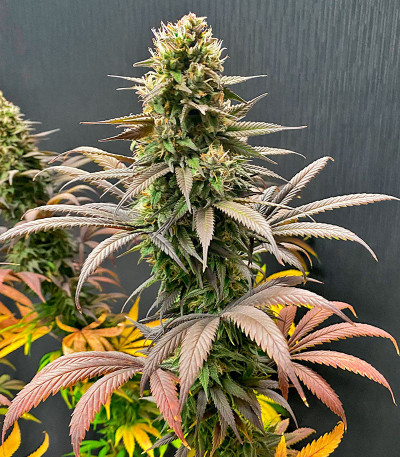 Семена сорта Strawberry Amnesia fem (Herbies Seeds)