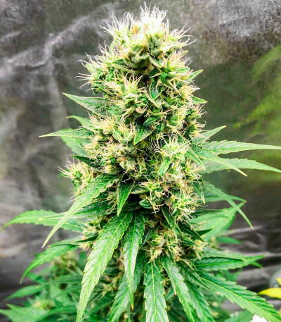 Семена сорта White Widow Auto fem (Семяныч)