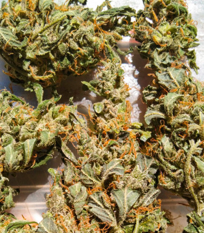 Семена сорта Zkittlez Auto fem (Cali Buds Seeds)