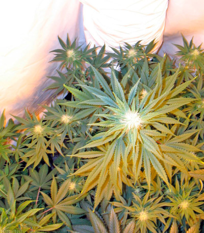 Семена сорта Pure Power Plant reg (Nirvana Seeds)