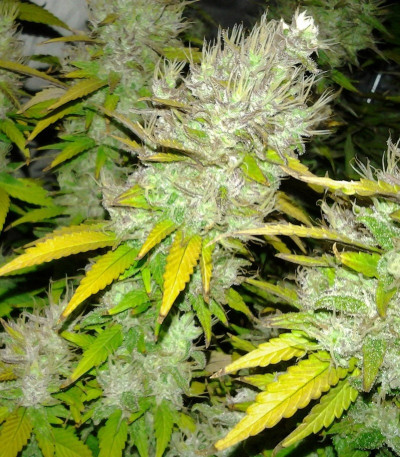 Семена сорта Royal Creamatic Auto fem (Royal Queen Seeds)