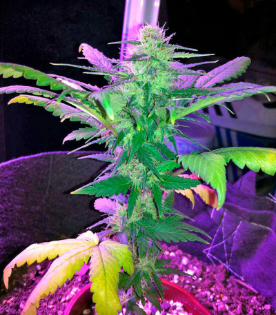 Семена сорта Amnesia fem (World of Seeds)