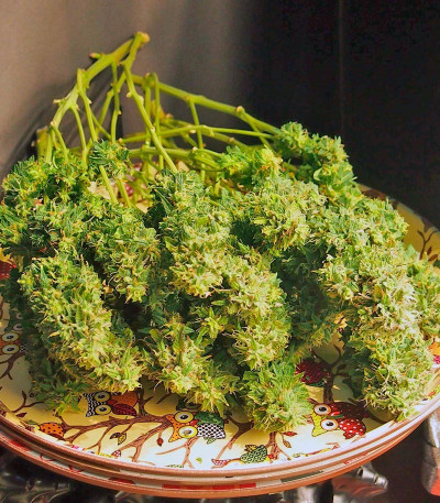 Семена сорта Jack 47 Auto fem (Sweet Seeds)