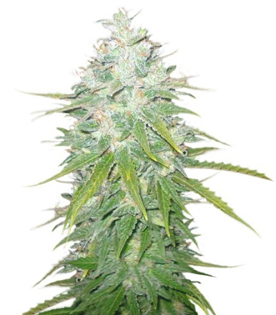 Семена сорта Afghan Kush X Black Domina fem (World of Seeds)