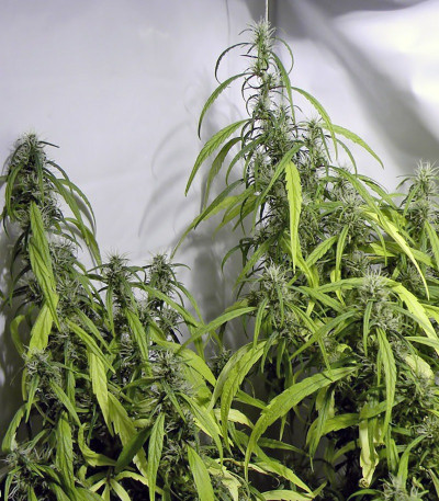 Сорт конопли Arjan's Ultra Haze #1