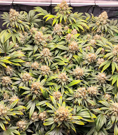 Семена сорта Blueberry OG fem (AlphaFem Seeds)