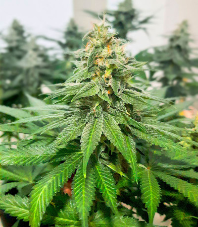 Семена сорта Eleven Roses Early Version fem (Delicious Seeds)