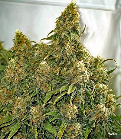 Семена сорта Dos-Vi-Dos fem (Семяныч)