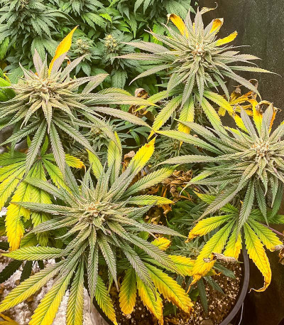 Семена сорта конопли Pink Runtz Auto от 7CH American