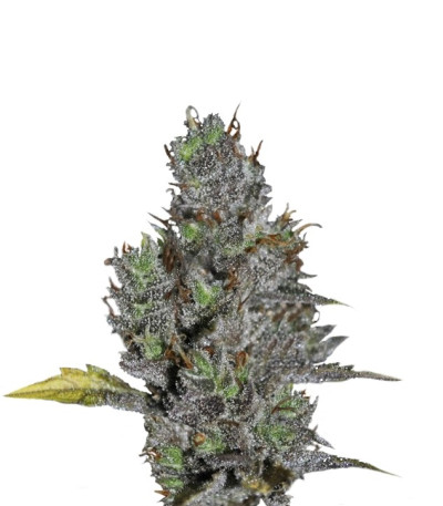 Семена сорта Viagrra fem (VIP seeds)