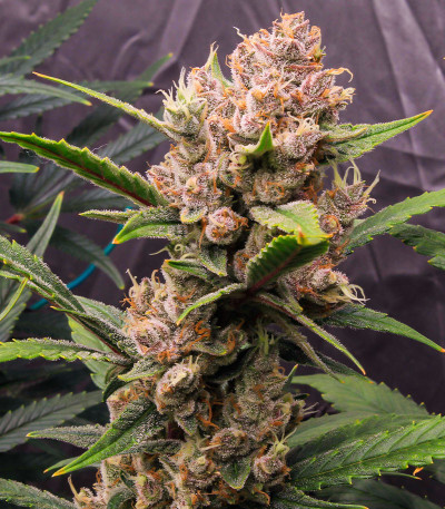 Семена сорта Tropicana Cookies Auto fem (FastBuds)