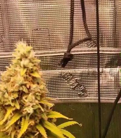 Семена сорта Gorilla Cookies FF fem (FastBuds)